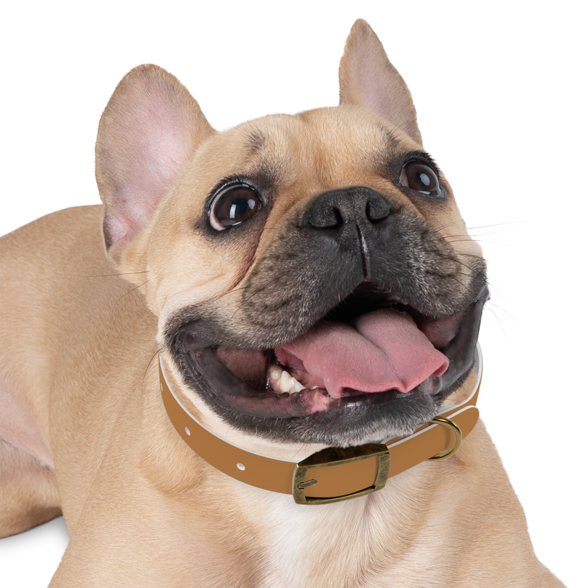 Trendy Petiverse Dog Collar - Stylish & Durable for Dog Lovers