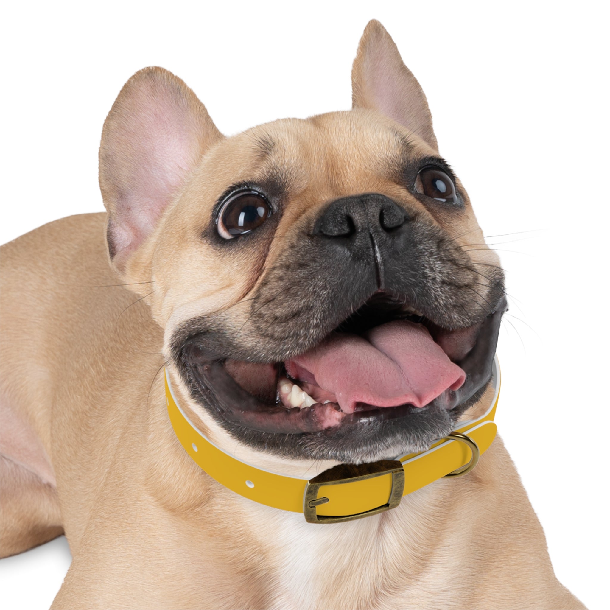 Stylish Yellow Dog Collar - 'Petiverse' Design for Trendy Pets