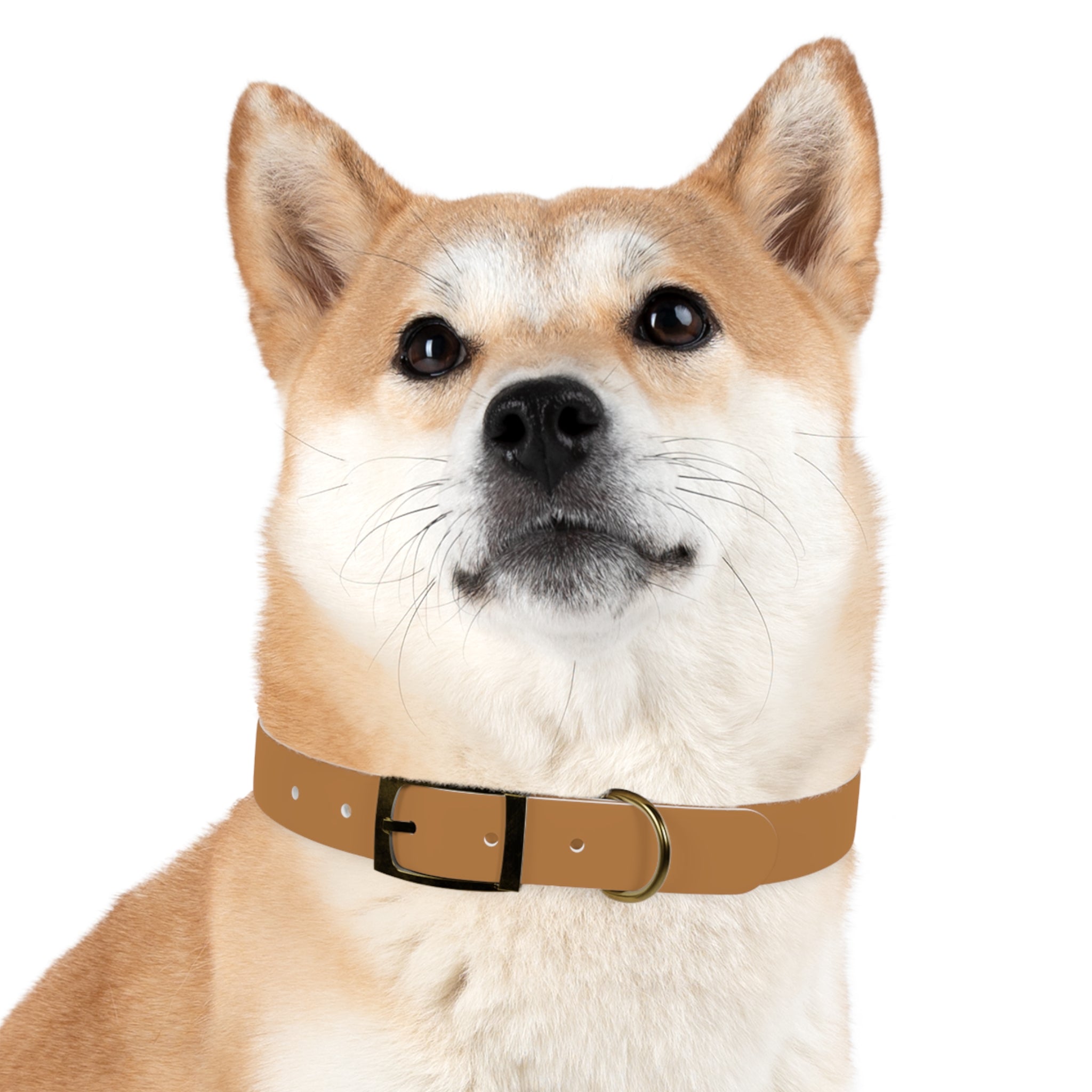 Trendy Petiverse Dog Collar - Stylish & Durable for Dog Lovers