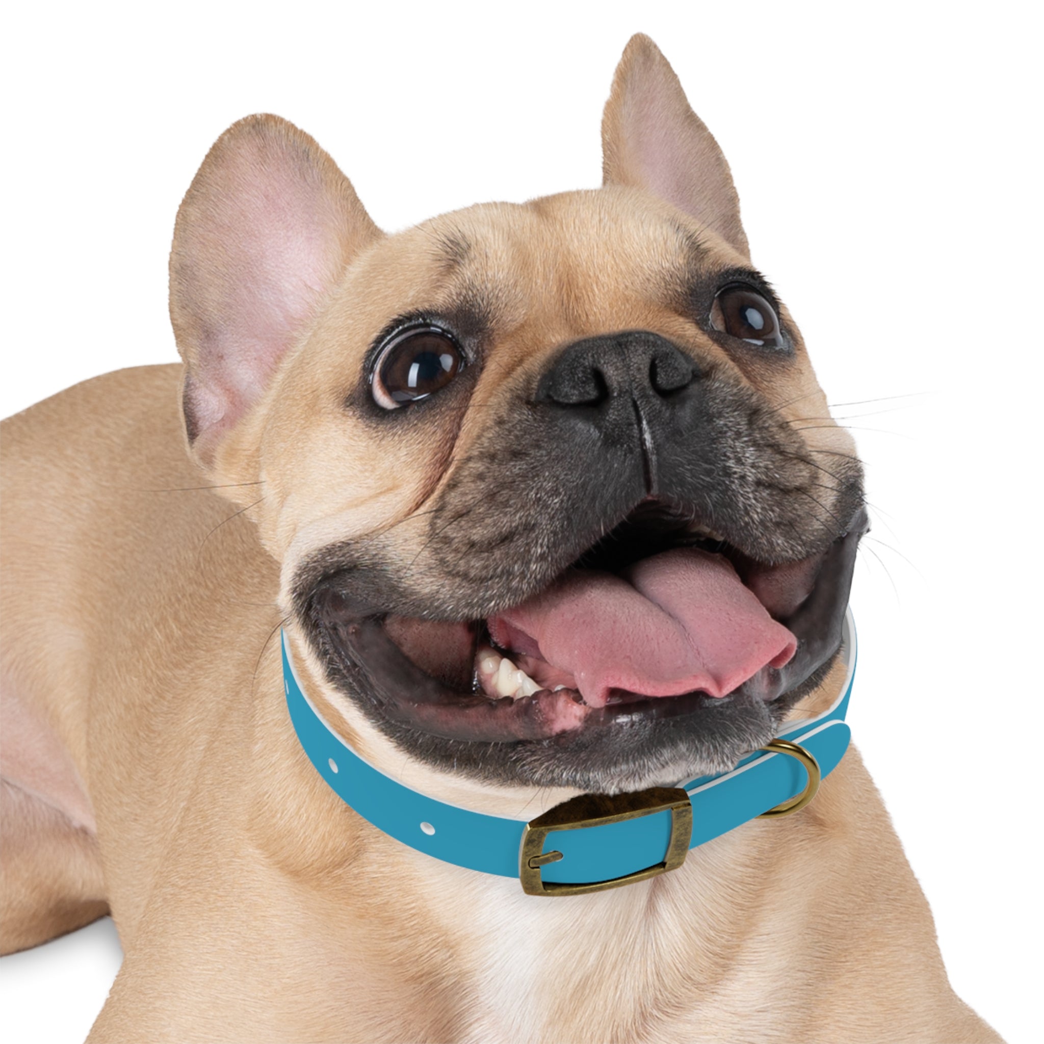 Custom Petiverse Dog Collar - Stylish & Durable Design for Pets