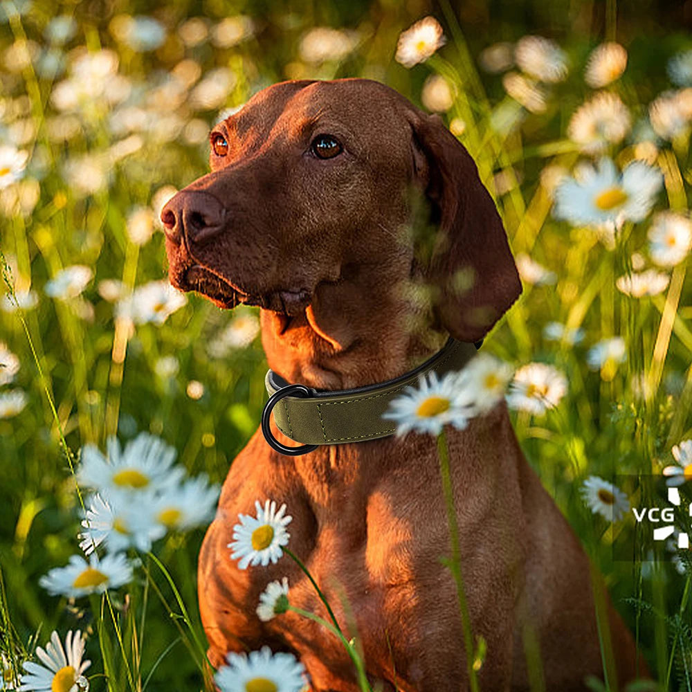 Dog Collar